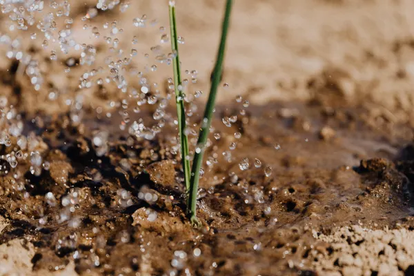 Commercial Irrigation Services in Brandywine, MD